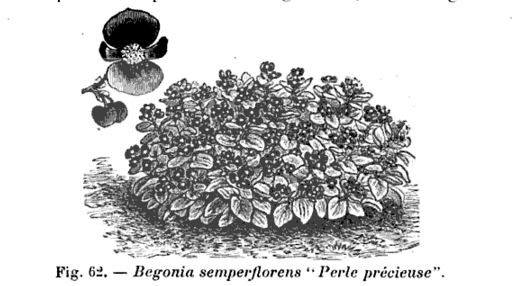 B. ‘Atropurpurea Nana Perle Precieuse’